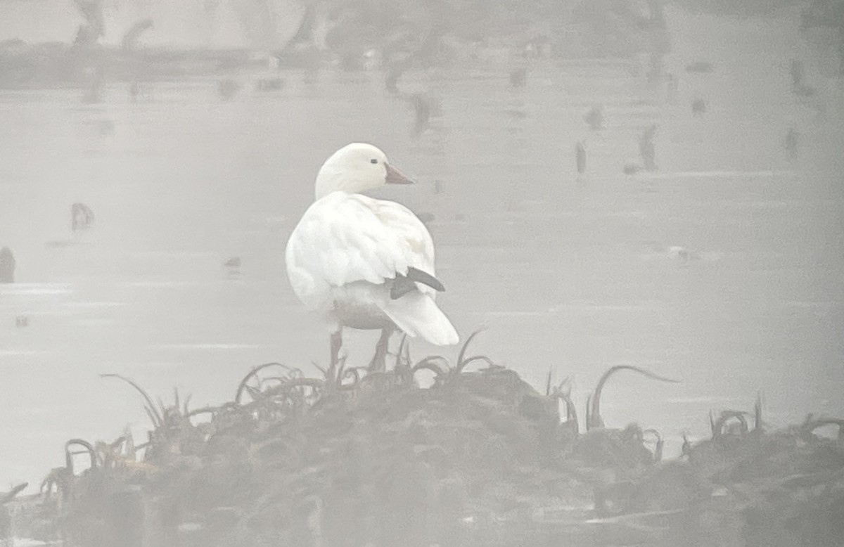 eskimogås - ML646544774