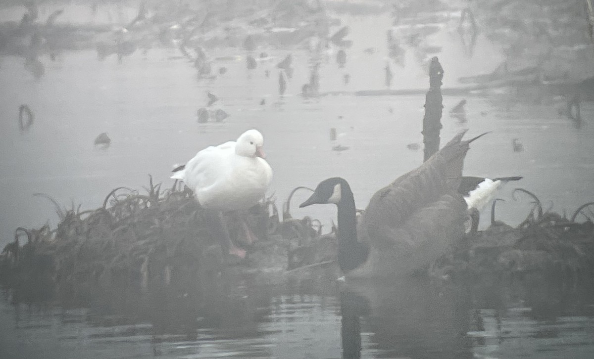 eskimogås - ML646544775