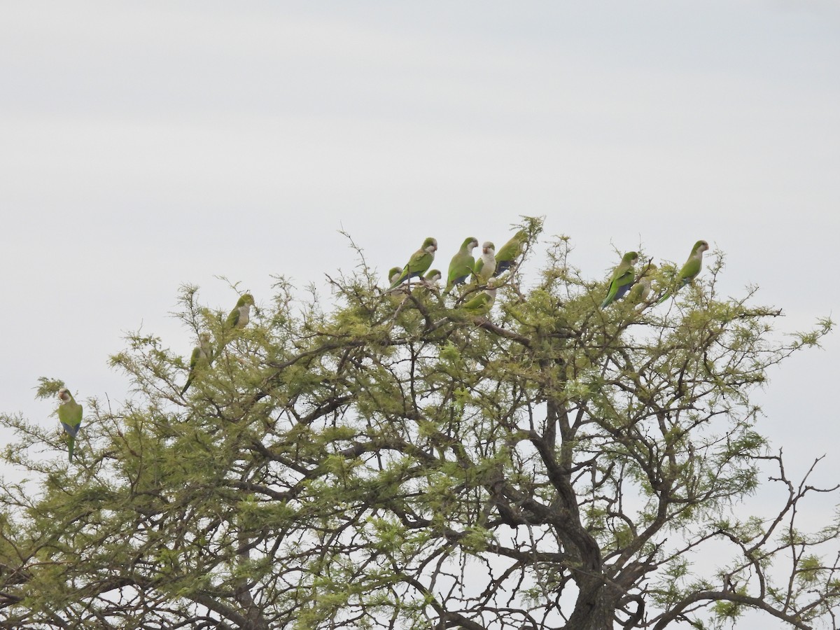 Калита сіроволий - ML646544777