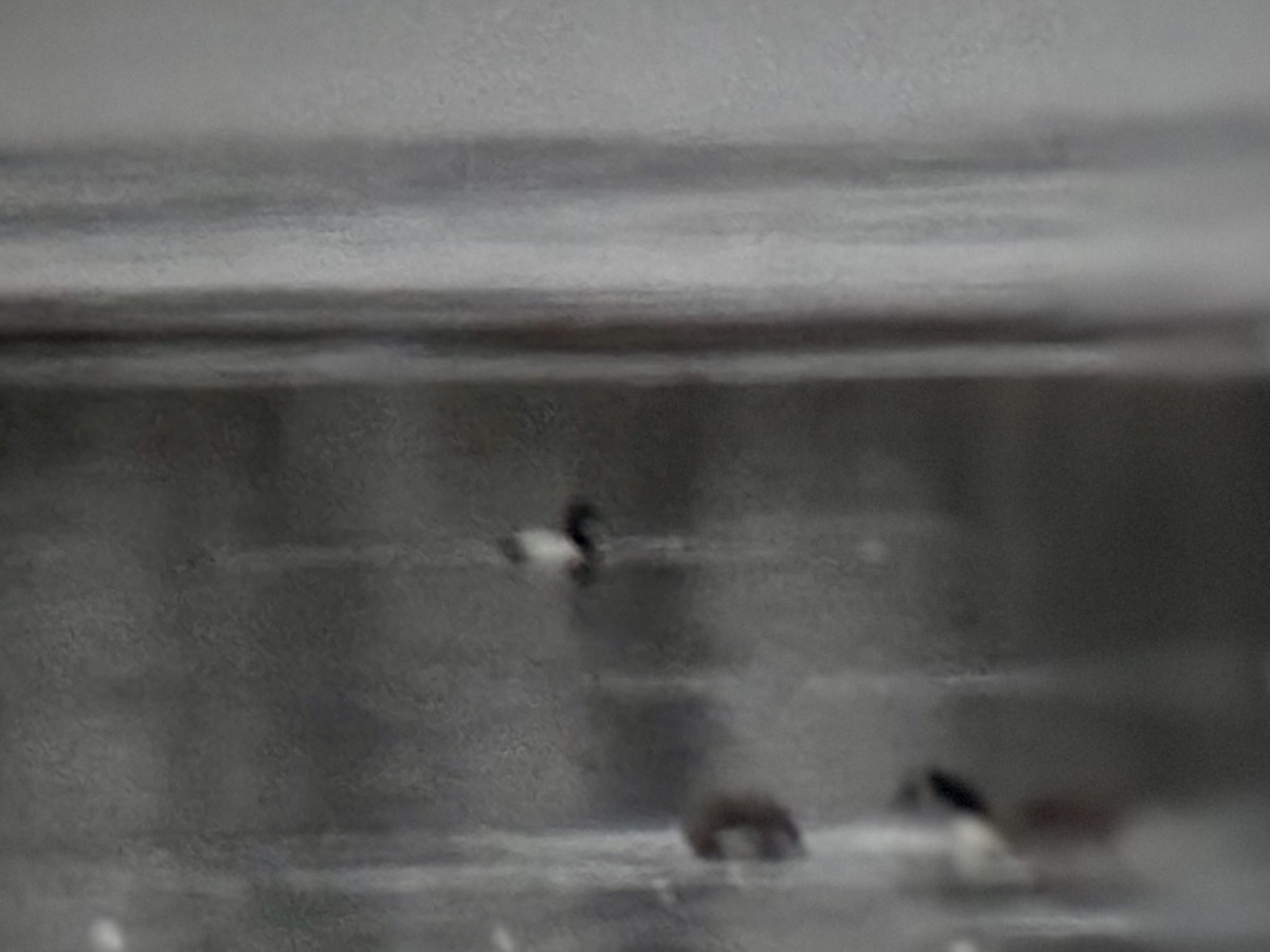 Riesentafelente - ML646544778