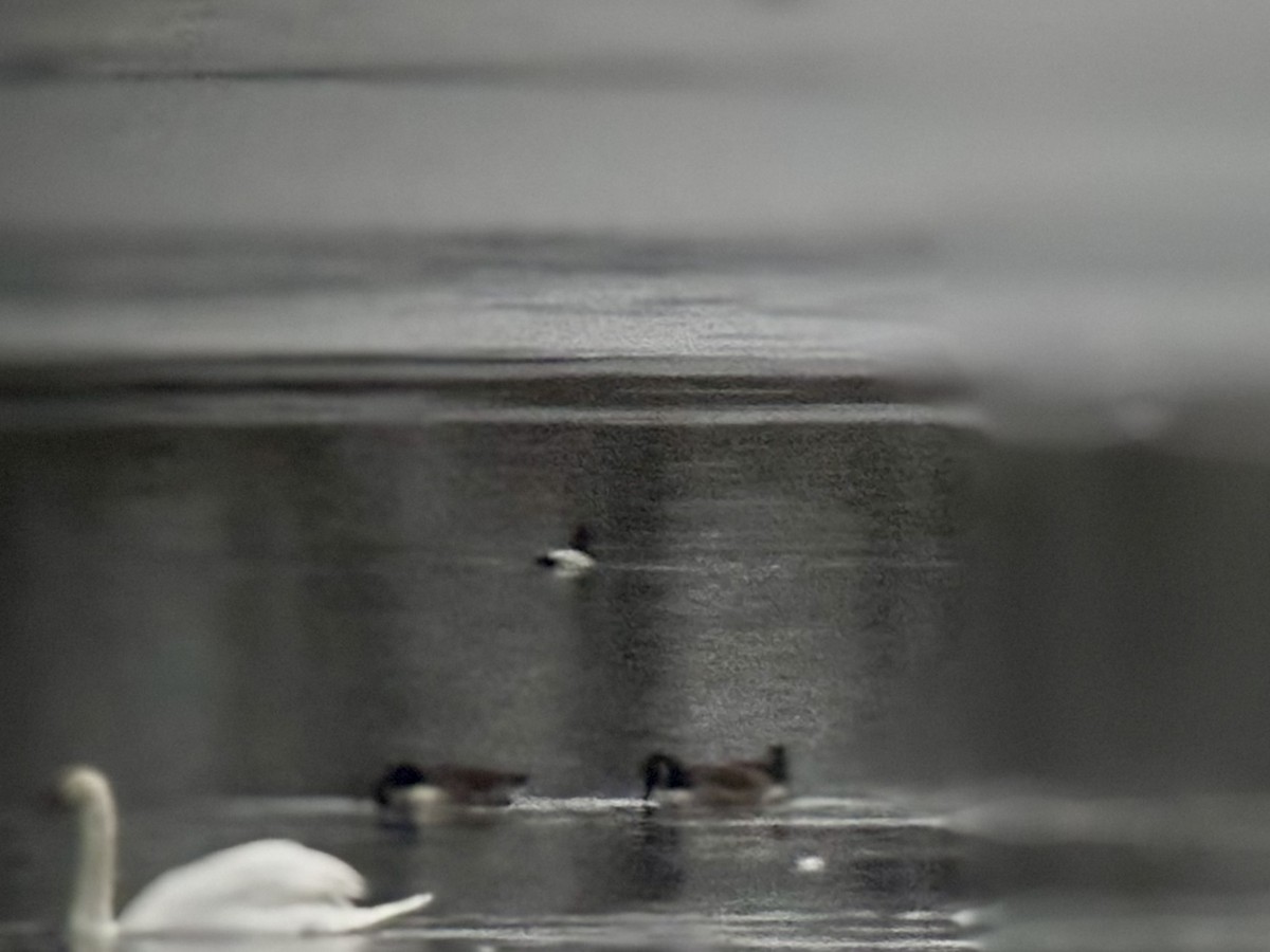 Riesentafelente - ML646544779