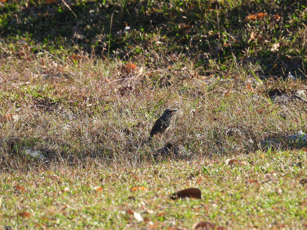 Indochinese Bushlark - ML646544780