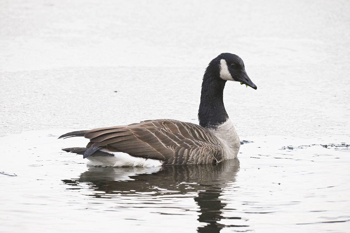 Canada Goose - ML646544781