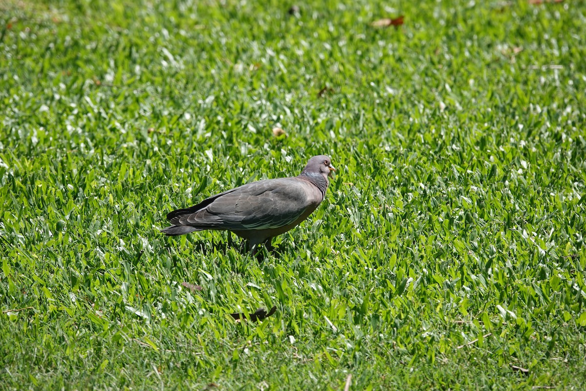 Picazuro Pigeon - ML646544782