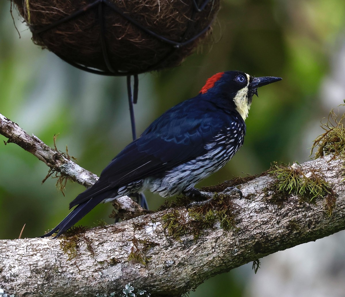 Acorn Woodpecker - ML646544785