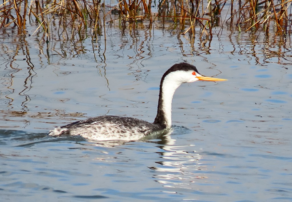 Clark's Grebe - ML646544786