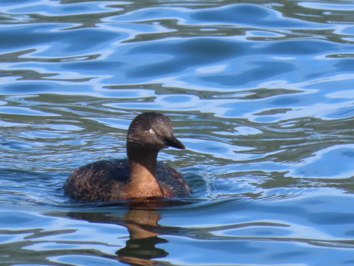 New Zealand Grebe - ML646544788