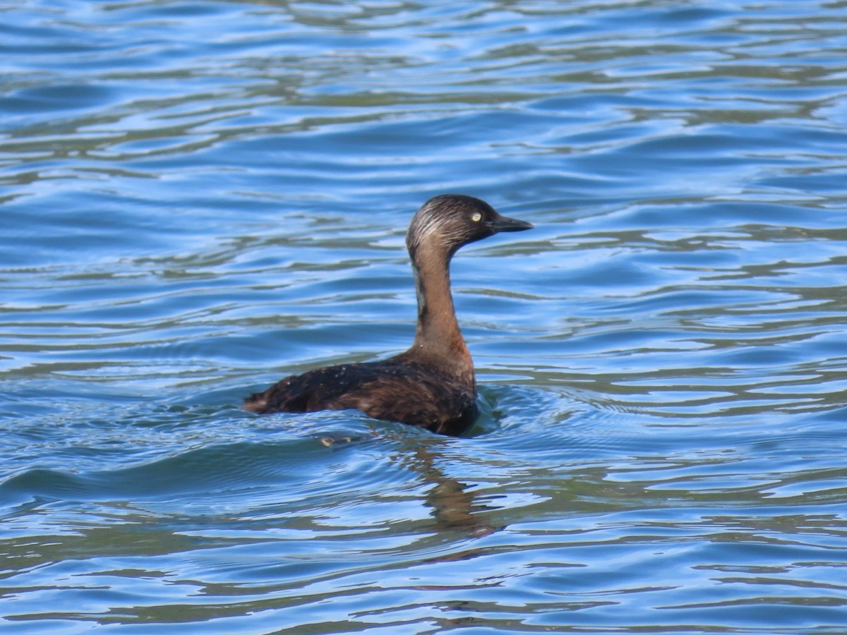 New Zealand Grebe - ML646544789