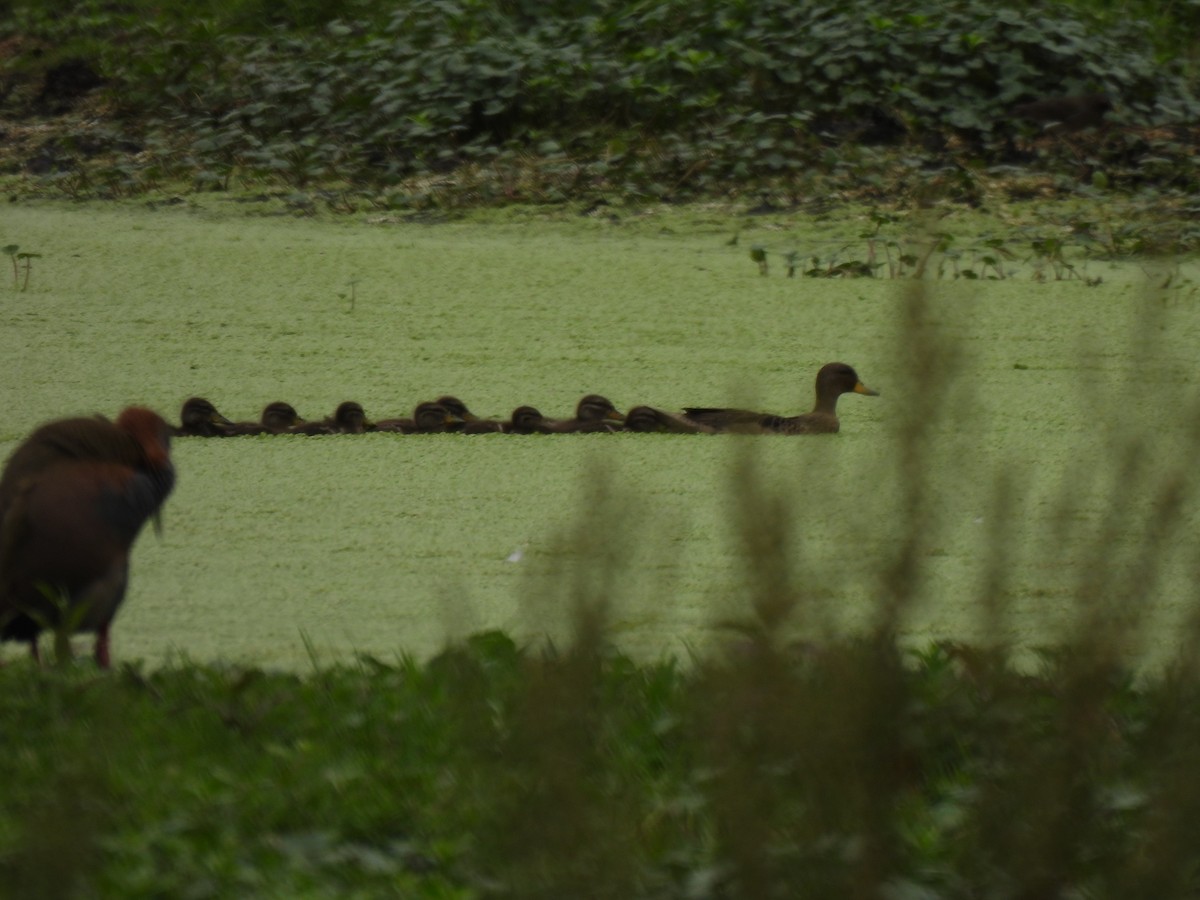 Braunkopfente - ML646544791