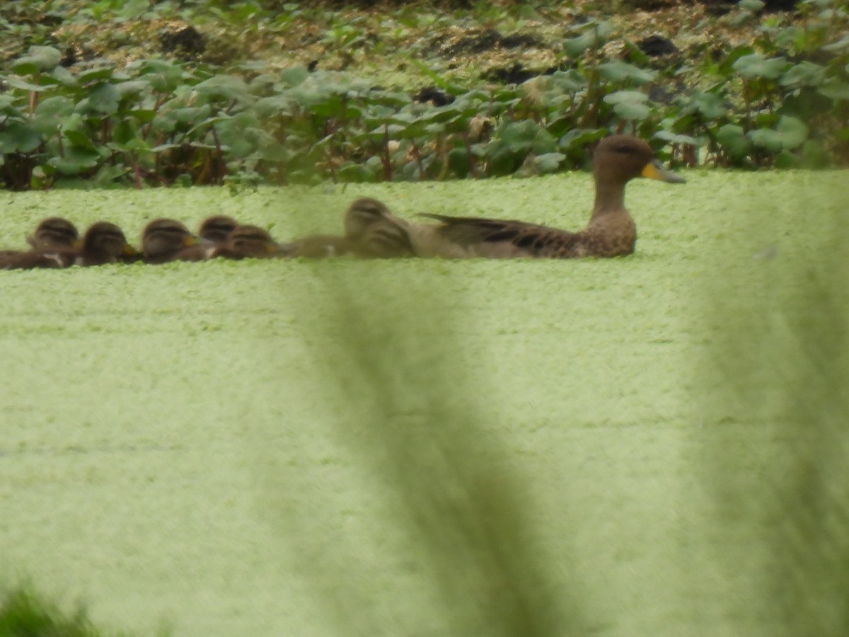 Braunkopfente - ML646544793