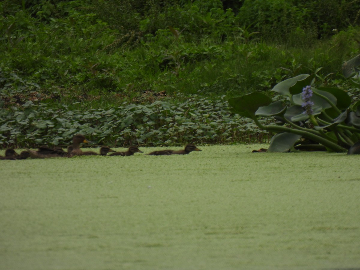 Braunkopfente - ML646544794