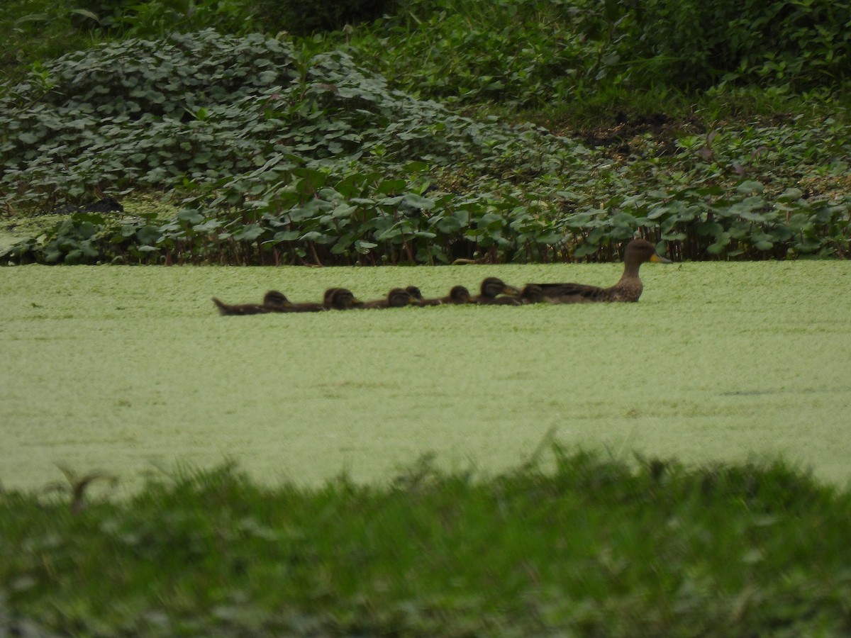 Braunkopfente - ML646544796