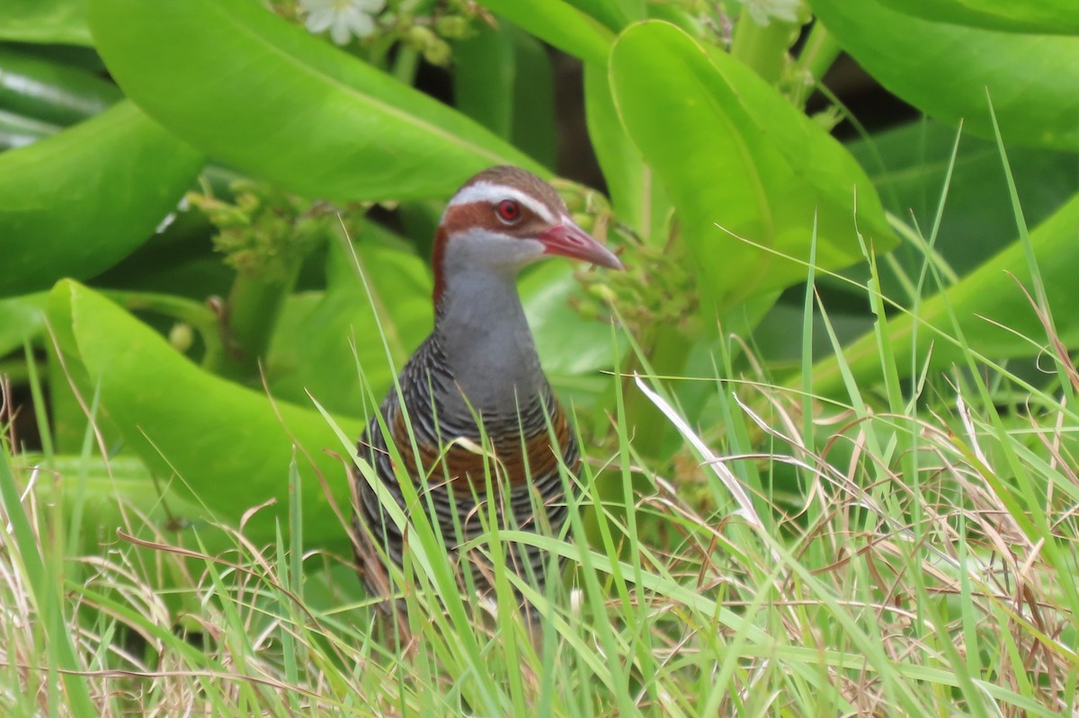 Buff-banded Rail - ML646544798