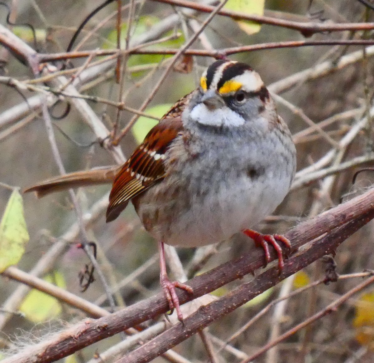 White-throated Sparrow - ML646544799