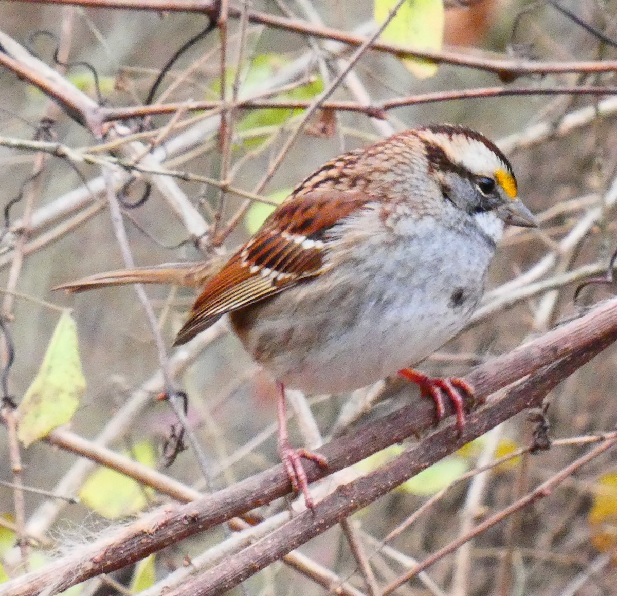 White-throated Sparrow - ML646544800