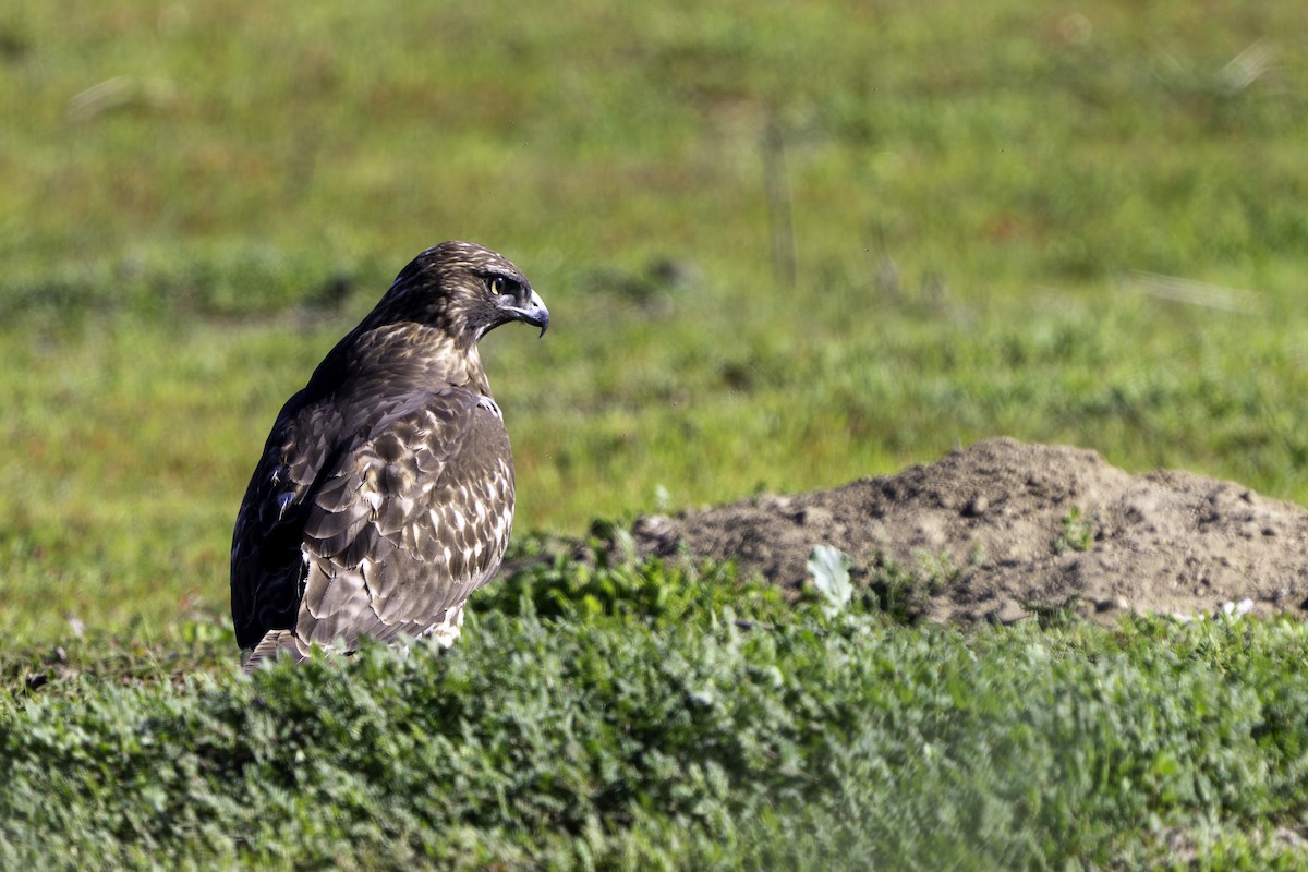 Red-tailed Hawk (calurus/alascensis) - ML646544801