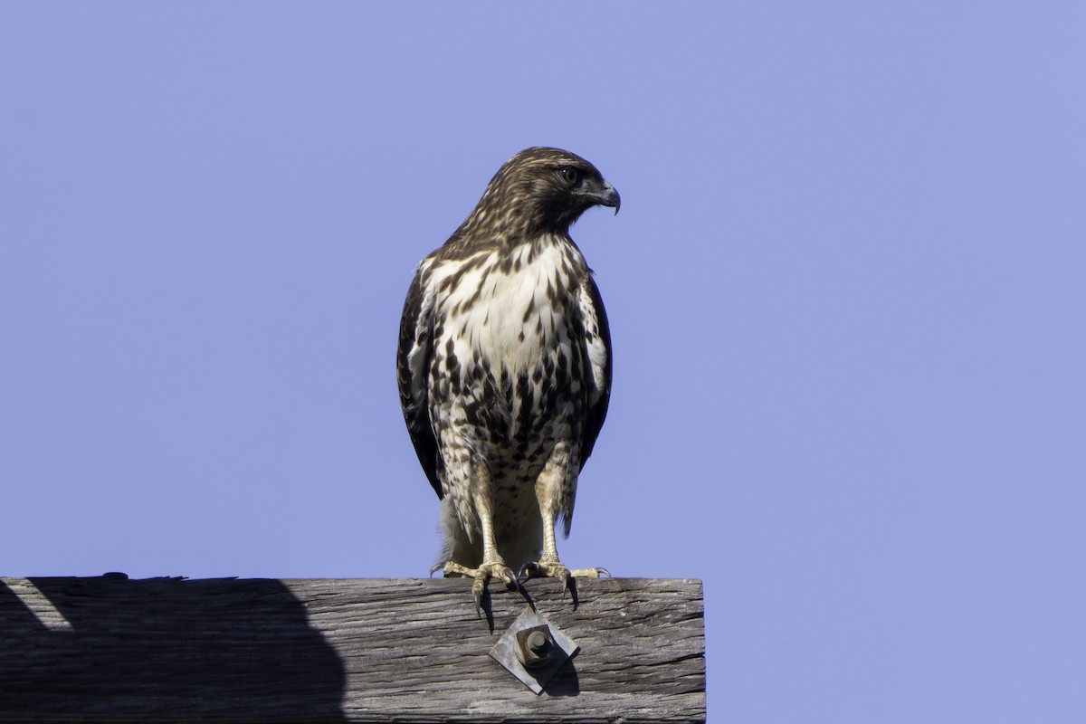 Red-tailed Hawk (calurus/alascensis) - ML646544802