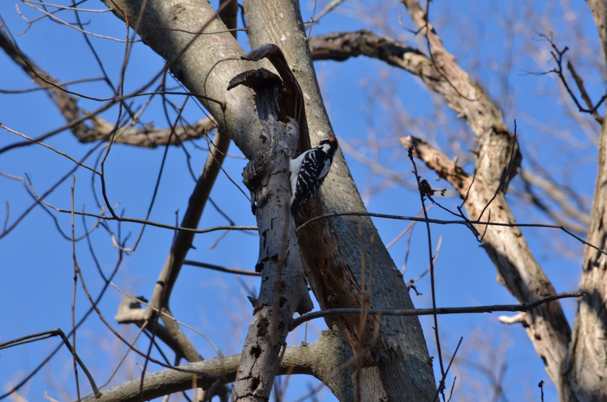 Hairy Woodpecker (Eastern) - ML646544803