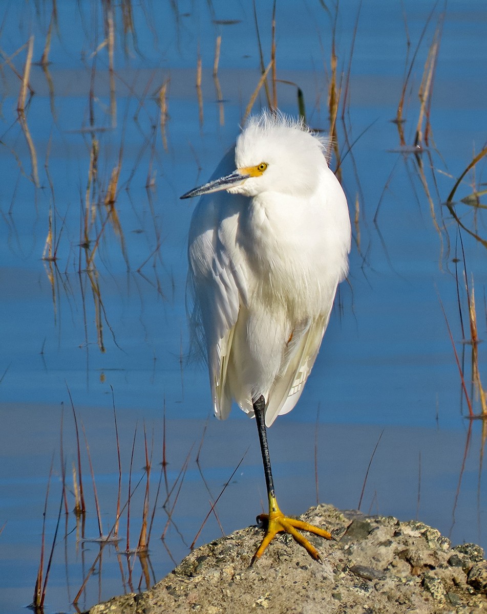Snowy Egret - ML646544805
