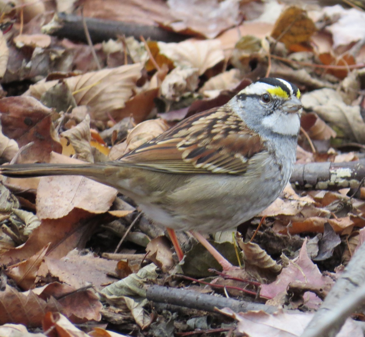 White-throated Sparrow - ML646544807