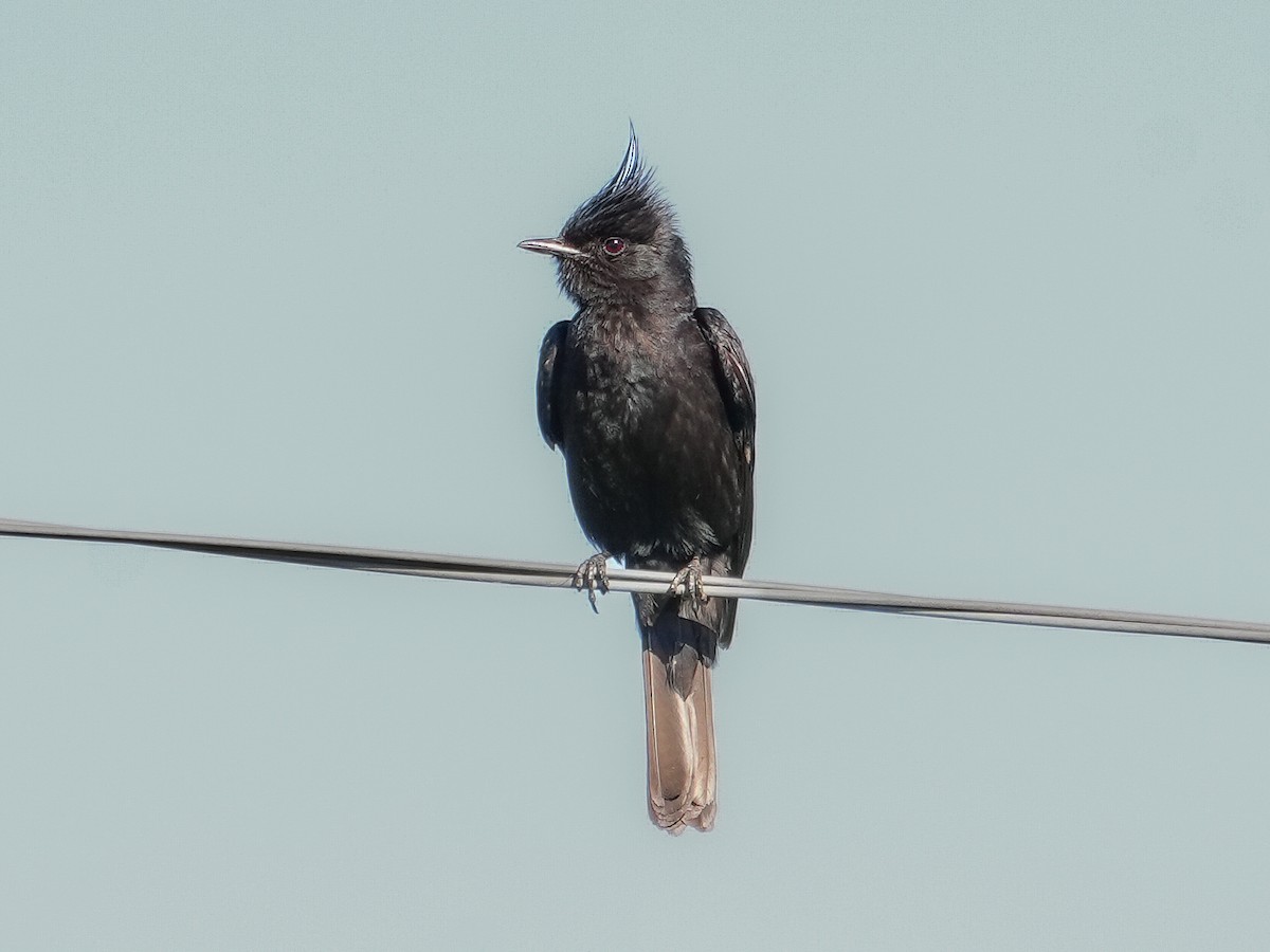 Crested Black-Tyrant - ML646544808