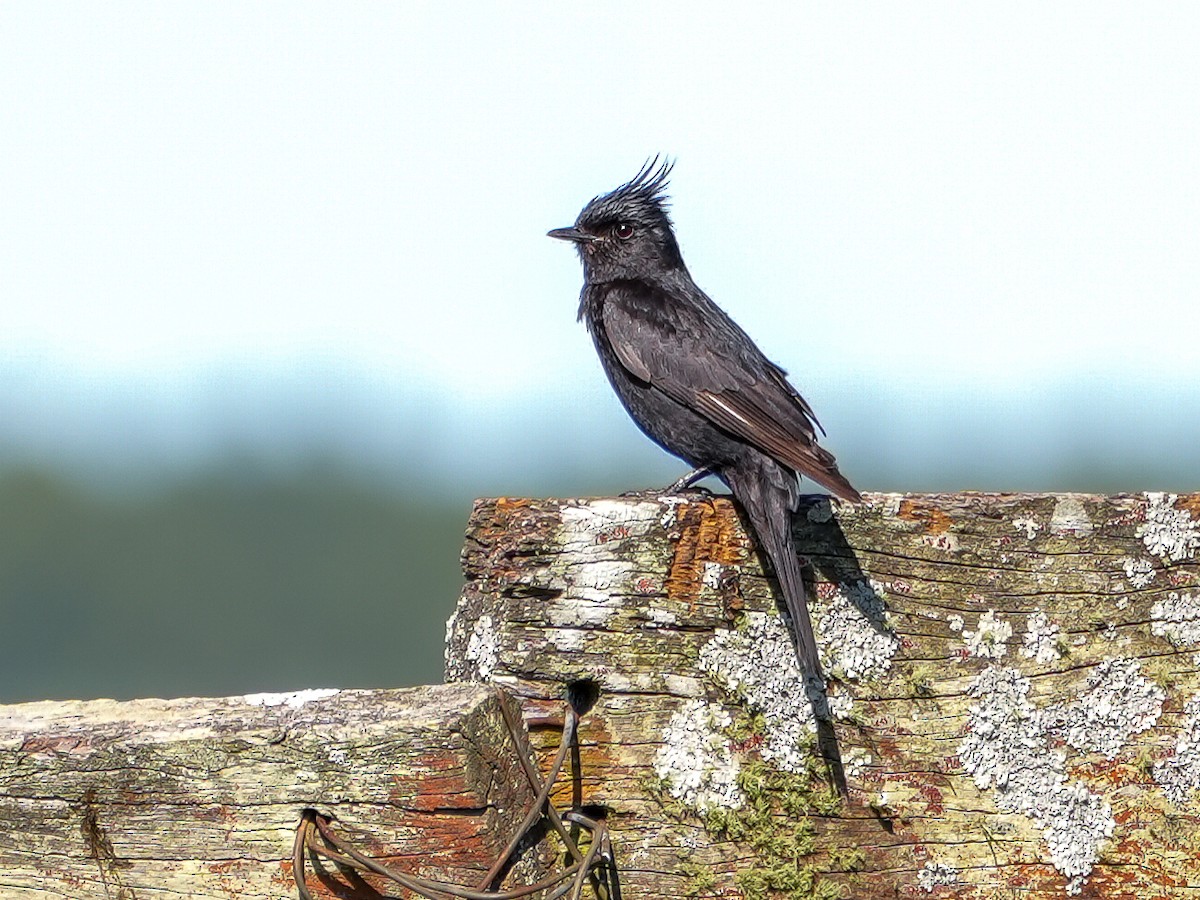Crested Black-Tyrant - ML646544809