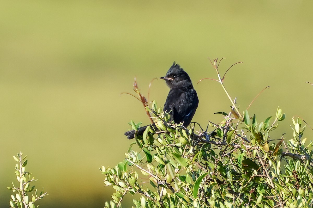 Crested Black-Tyrant - ML646544810