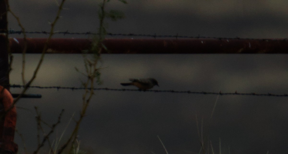 Say's Phoebe - ML646544812