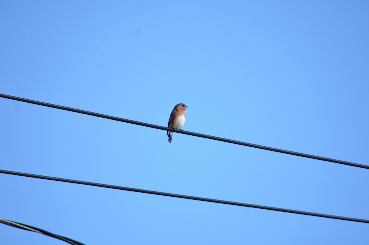 Doğulu Mavi Ardıç - ML646544814