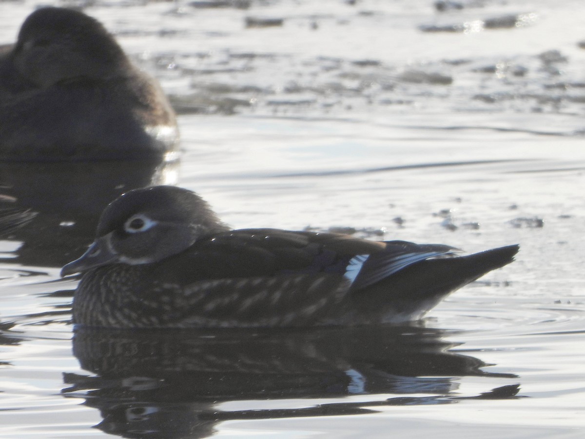 Wood Duck - ML646544817