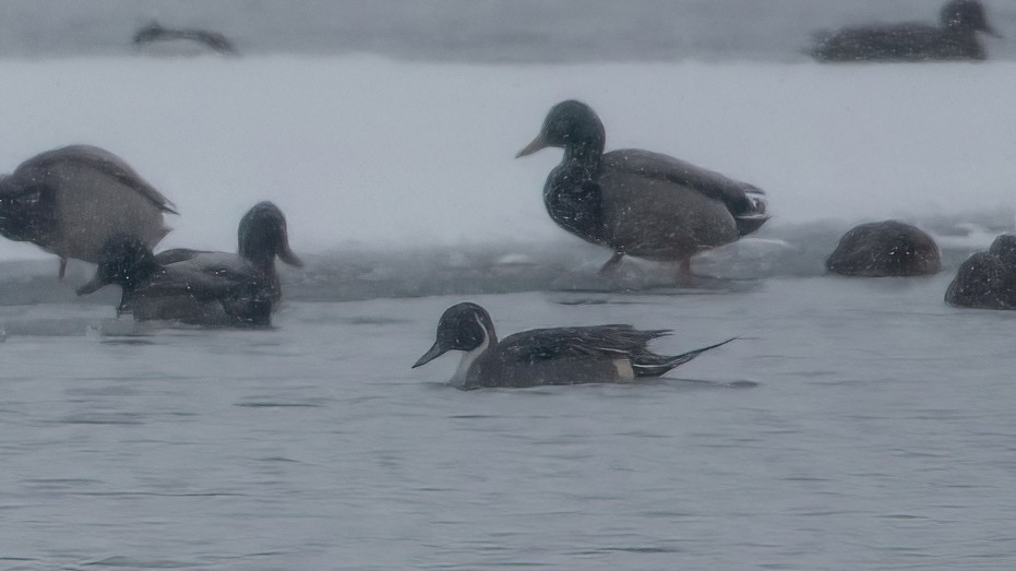 Northern Pintail - ML646544818