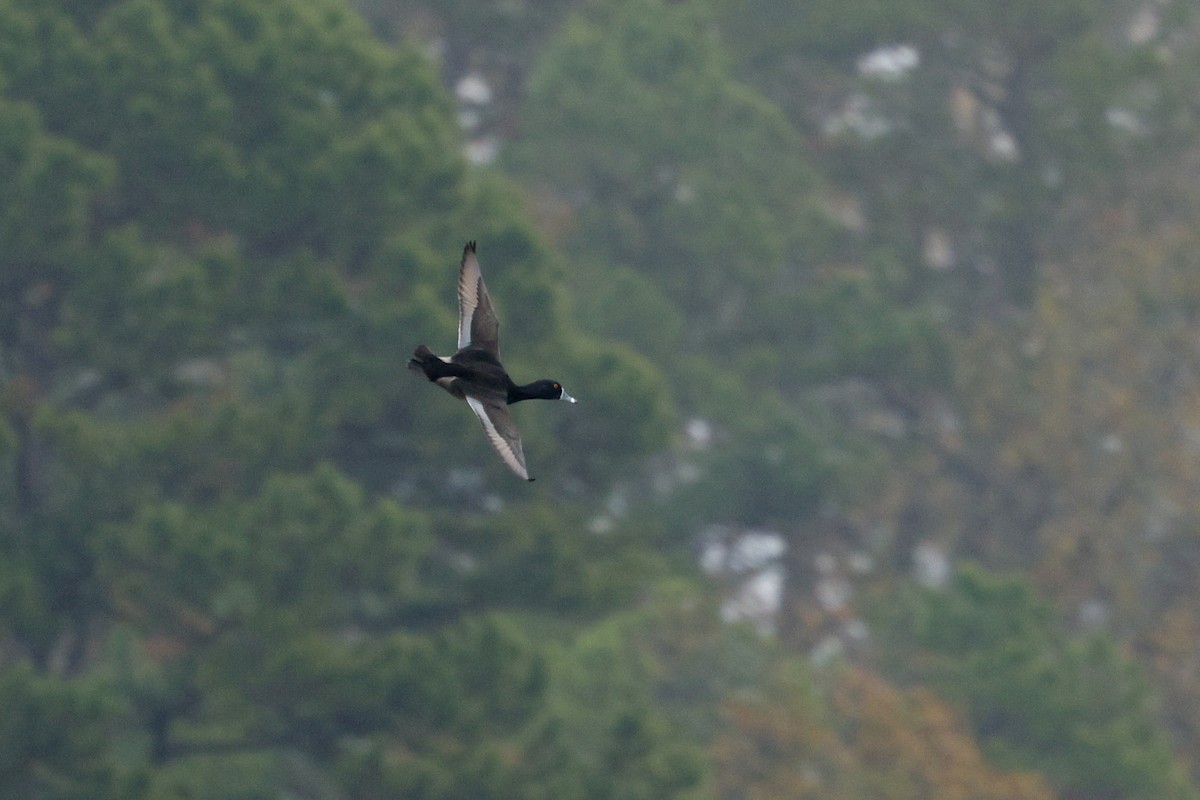 Ring-necked Duck - ML646544827
