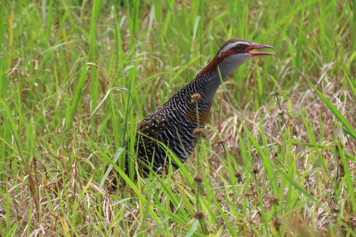 Buff-banded Rail - ML646544828