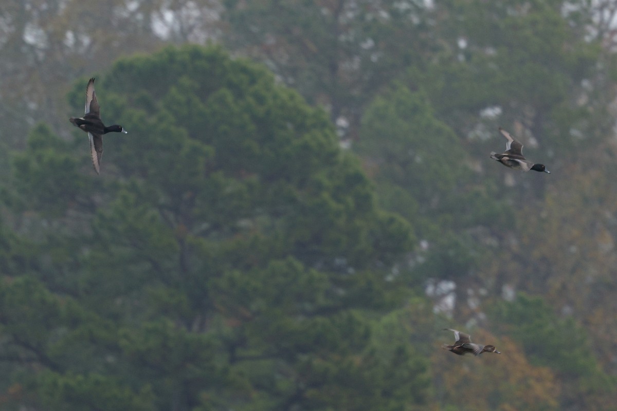 Ring-necked Duck - ML646544829