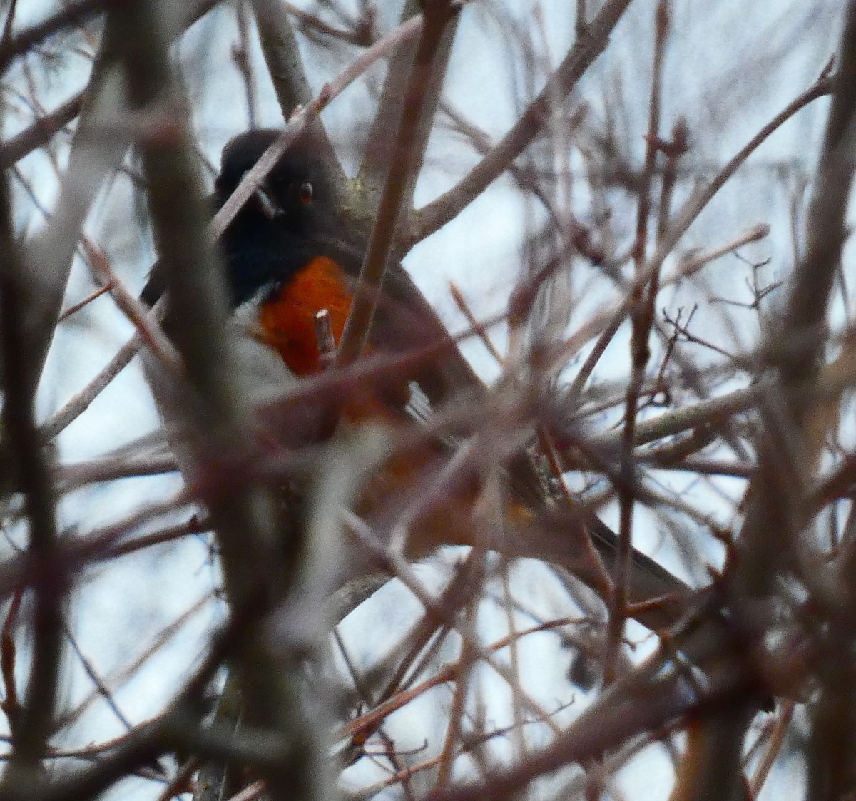 Eastern Towhee - ML646544832
