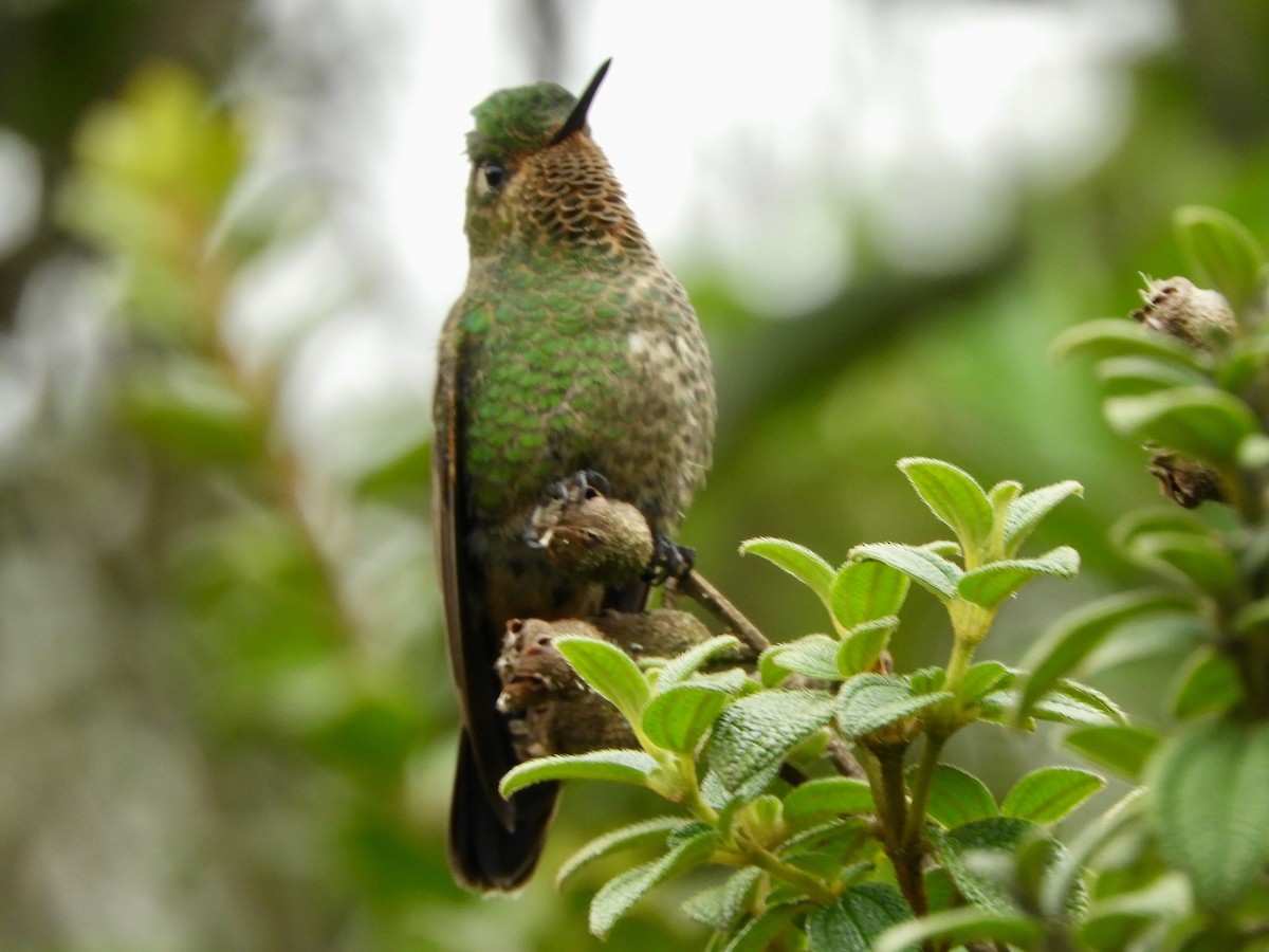 Viridian Metaltail (Viridian) - ML646544833