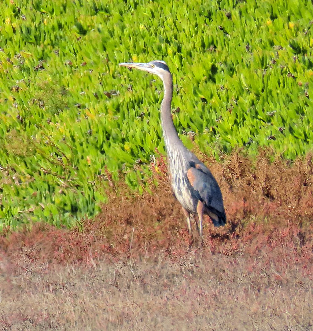 Great Blue Heron - ML646544834