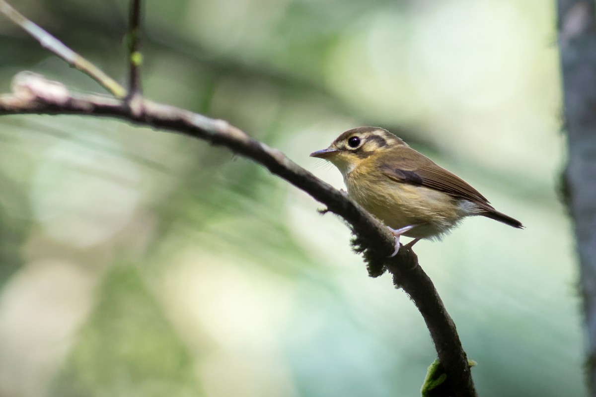 White-throated Spadebill - ML646544835