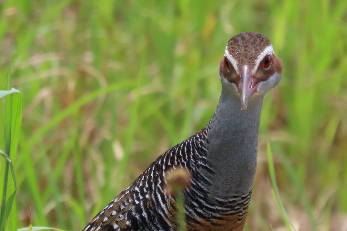 Buff-banded Rail - ML646544837