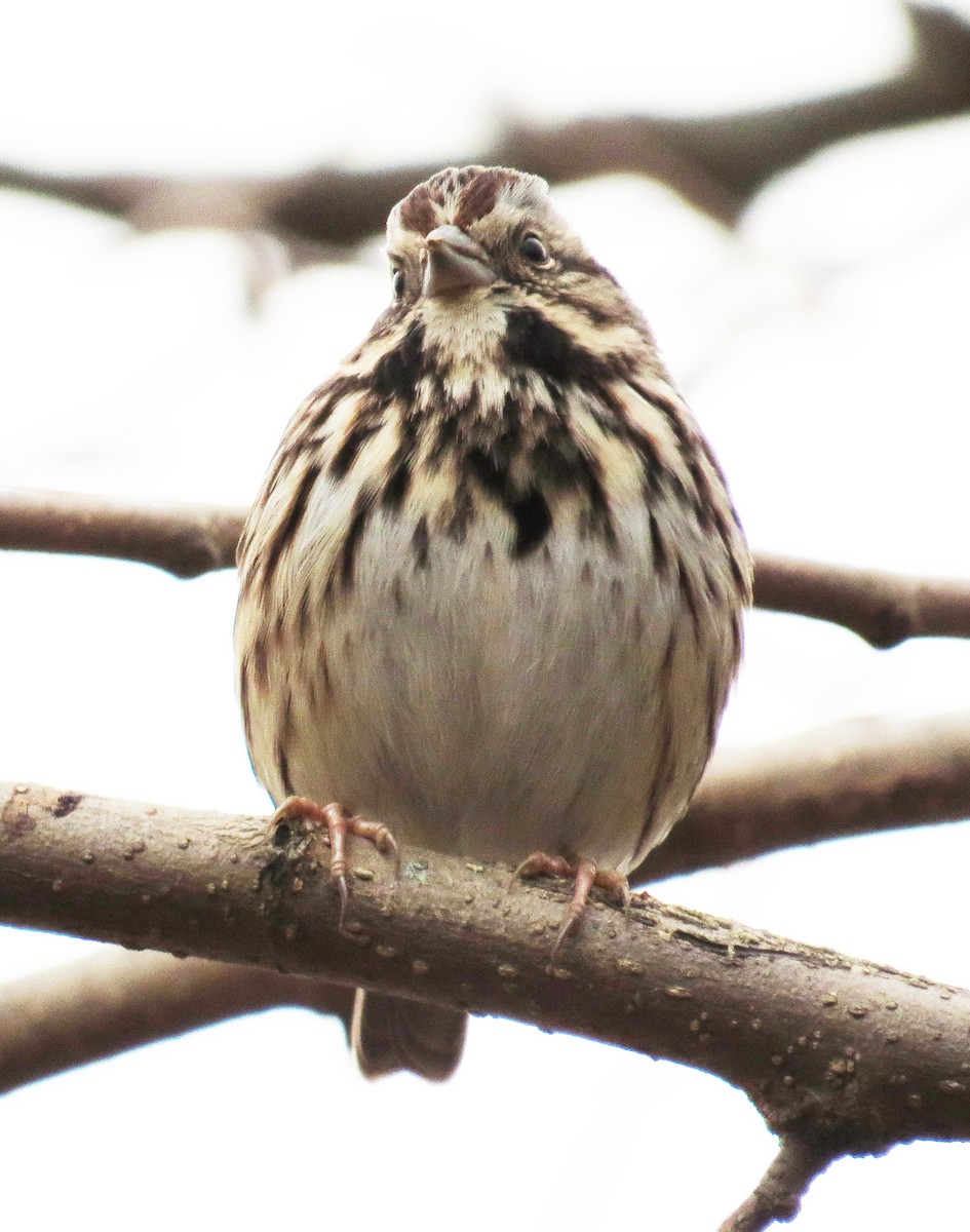 Song Sparrow - ML646544839