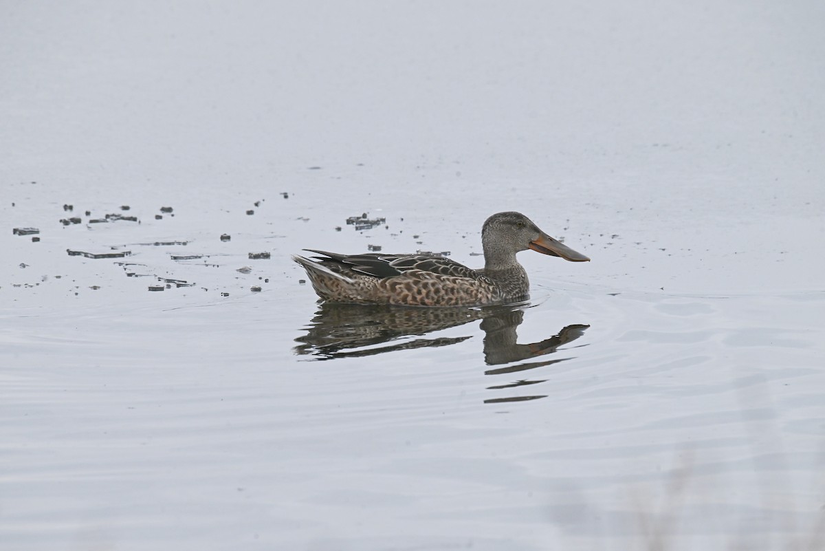 Northern Shoveler - ML646544843