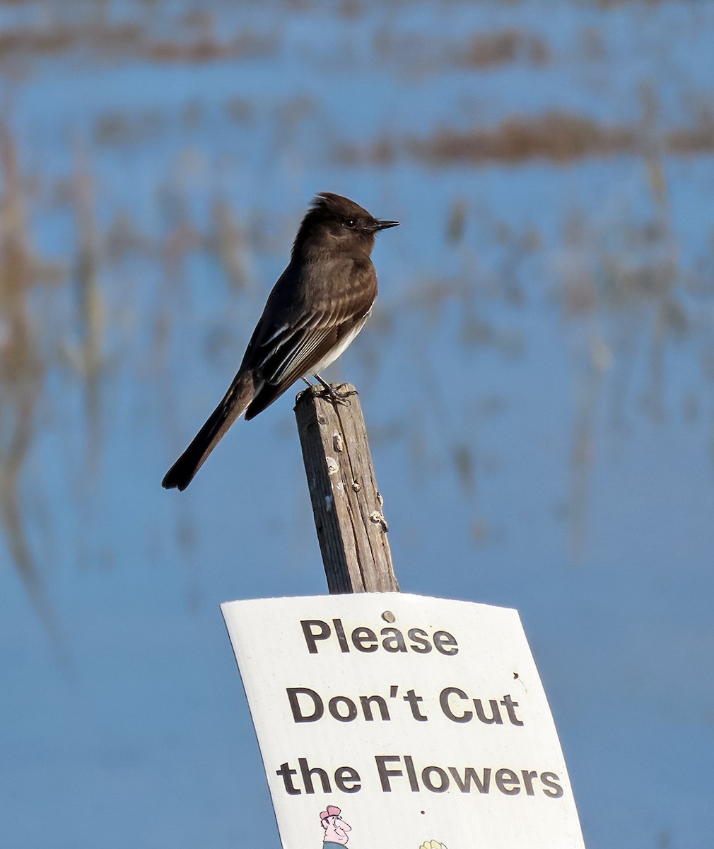 Black Phoebe - ML646544844