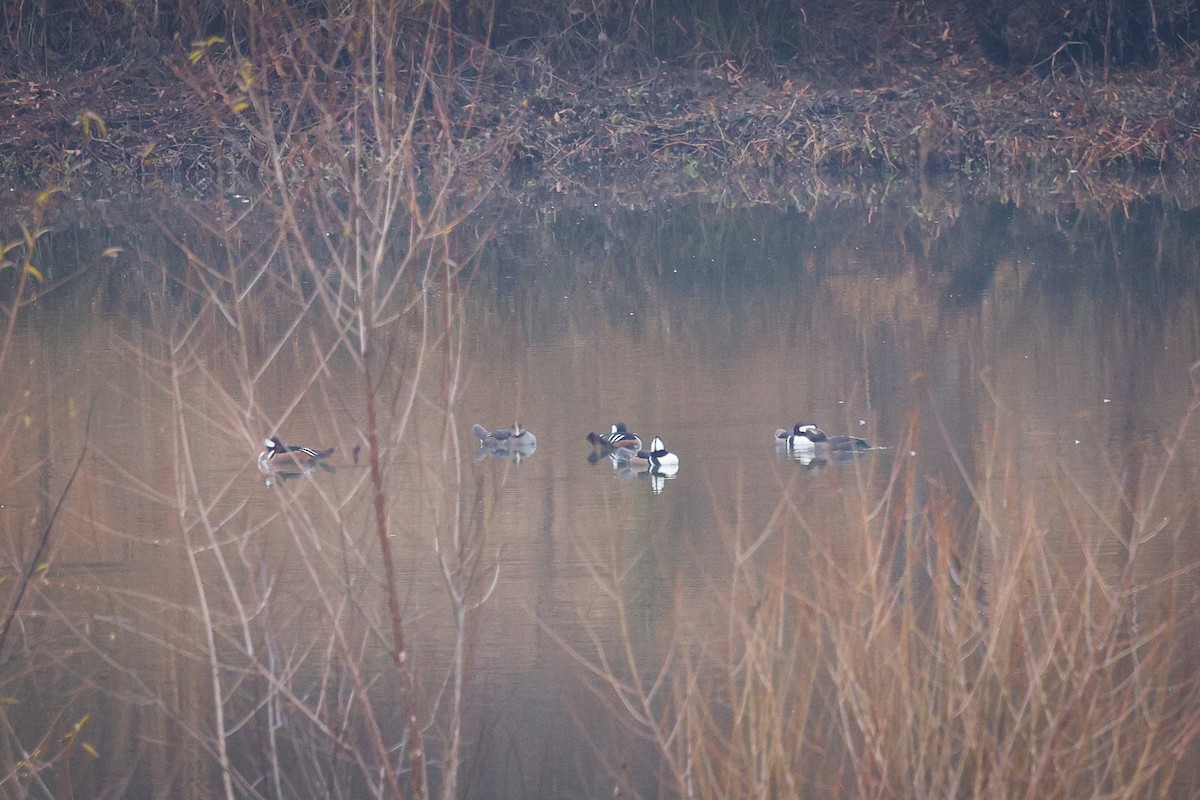Hooded Merganser - ML646544847