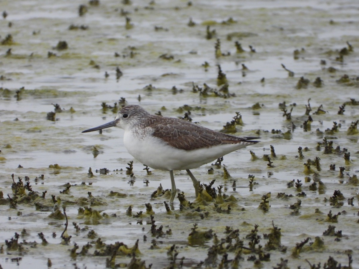 Common Greenshank - ML646544849