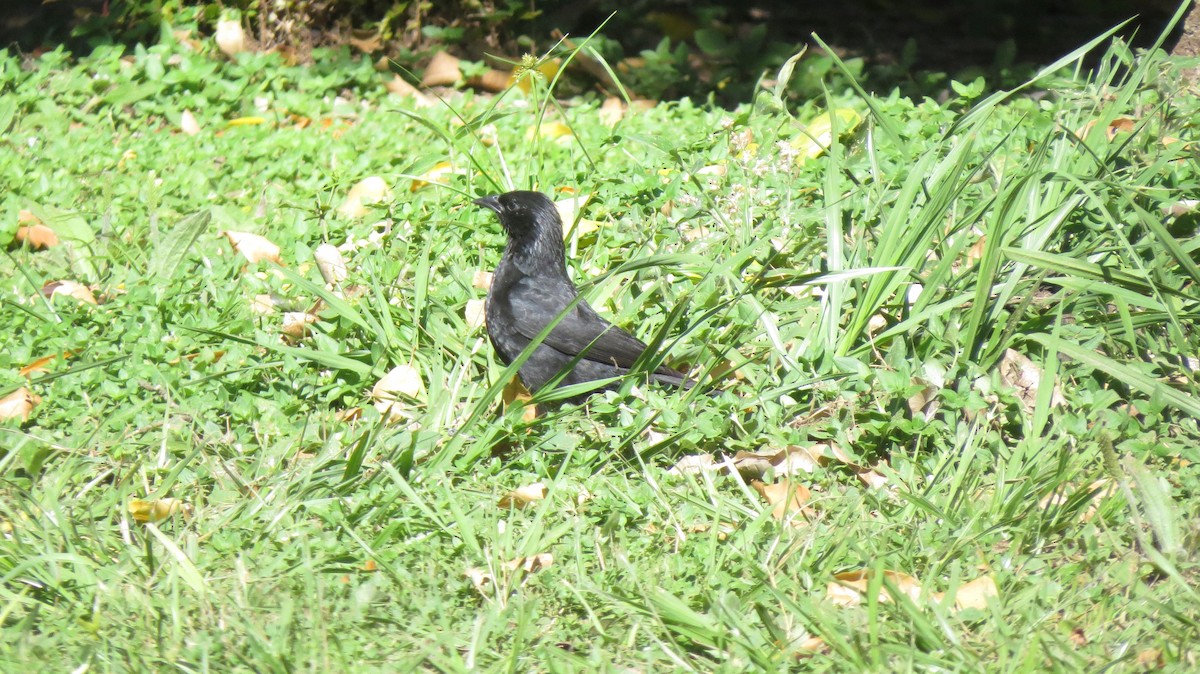 Chopi Blackbird - ML646544851
