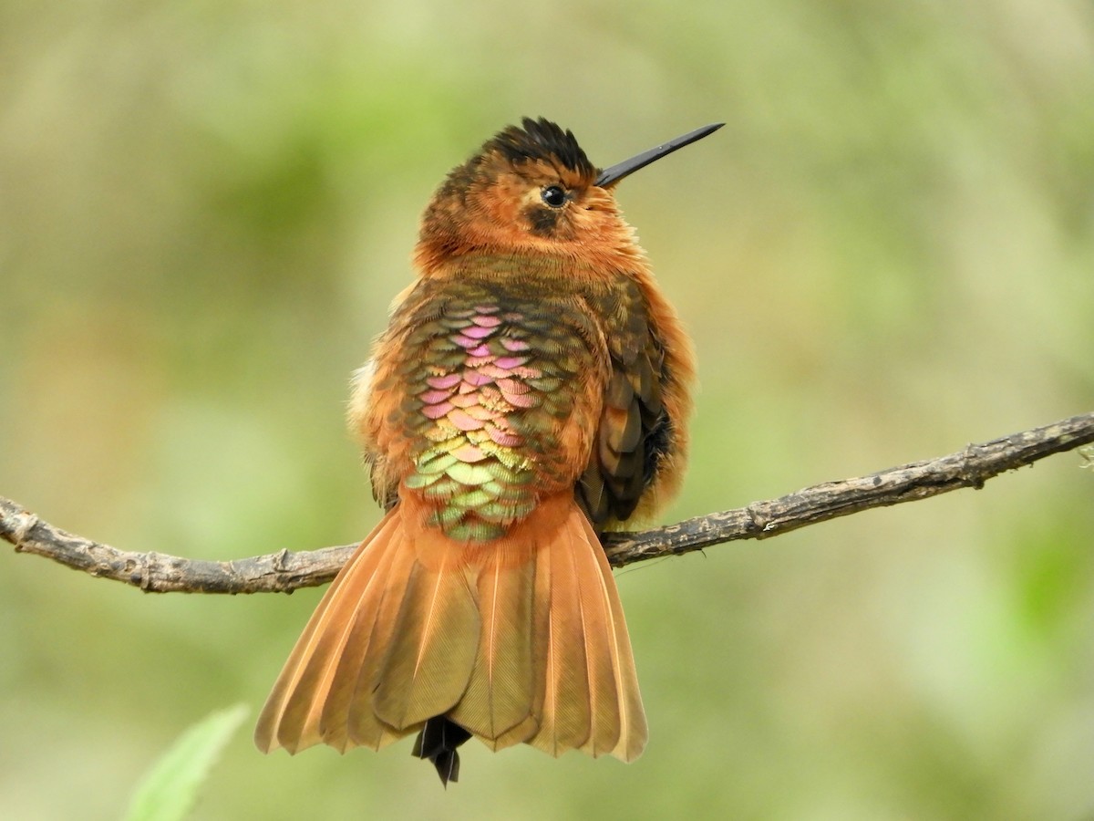 Shining Sunbeam - ML646544852