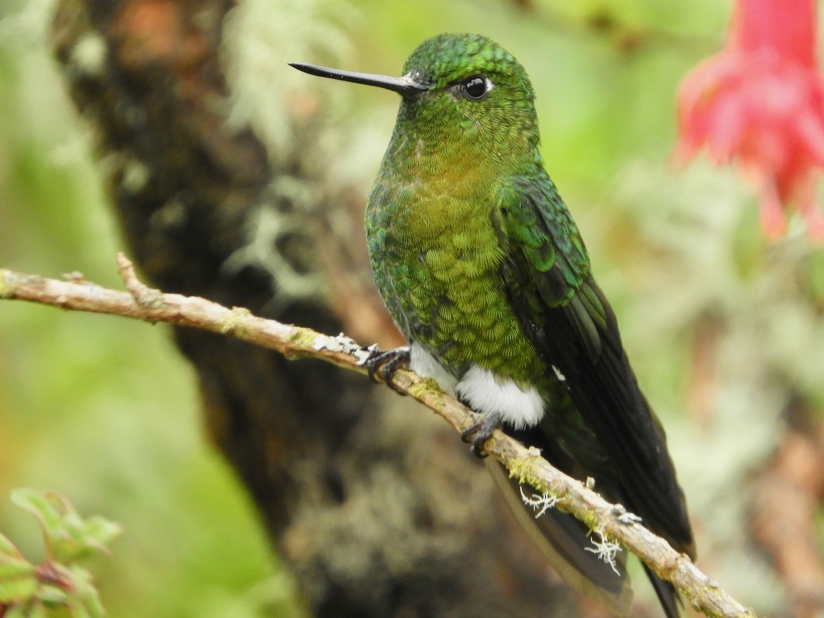 Golden-breasted Puffleg - ML646544853