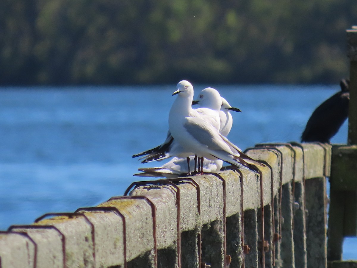 Black-billed Gull - ML646544854