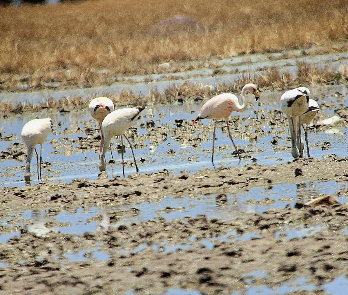 James's Flamingo - ML646544856