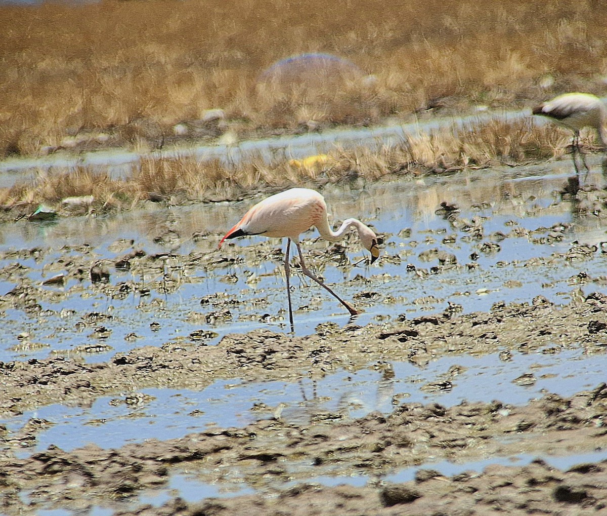 James's Flamingo - ML646544857